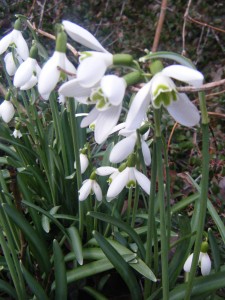 A Welcome to Spring with a snowdrop talk by Paddy Tobin renowned Irish Expert on Snowdrops.